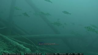 Link to Video | Slovenia