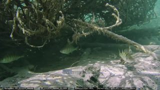 Link to Video | Slovenia, Austria, Weissensee