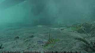 Link to Video | Slovenia