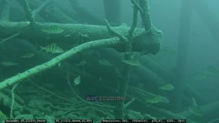 Link to Video | Slovenia