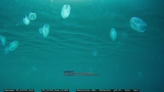 Link to Video | Adriatic Sea, Croatia