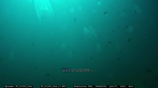 Link to Video | Adriatic Sea, Croatia