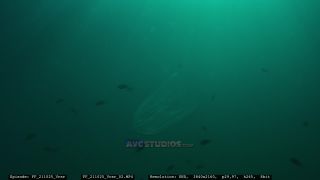 Link zum Video | Adriatisches Meer, Kroatien