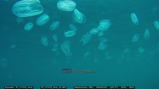Link to Video | Adriatic Sea, Croatia
