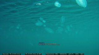 Link to Video | Adriatic Sea, Croatia