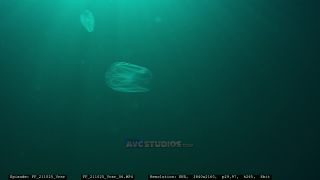 Link to Video | Adriatic Sea, Croatia