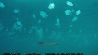 Link to Video | Adriatic Sea, Croatia