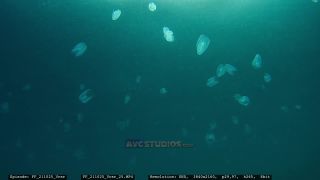 Link to Video | Adriatic Sea, Croatia
