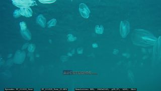 Link to Video | Adriatic Sea, Croatia
