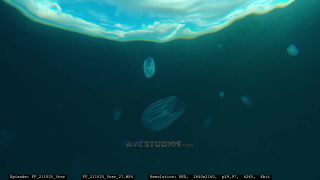 Link to Video | Adriatic Sea, Croatia