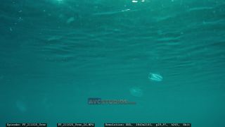 Link to Video | Adriatic Sea, Croatia