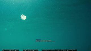 Link to Video | Adriatic Sea, Croatia