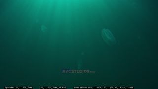 Link to Video | Adriatic Sea, Croatia