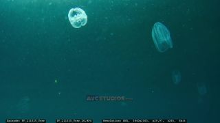Link to Video | Adriatic Sea, Croatia