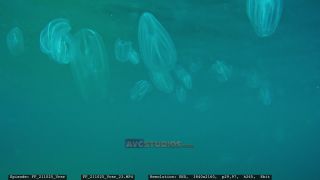 Link to Video | Adriatic Sea, Croatia