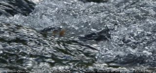 Link to Video