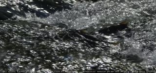 Link to Video