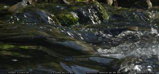 Link to Video