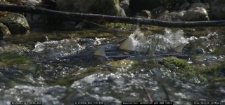 Link to Video