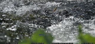 Link to Video