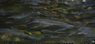 Link to Video