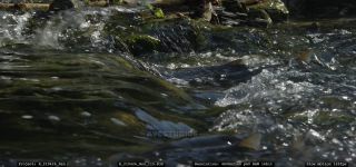 Link to Video