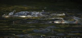 Link to Video