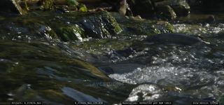 Link to Video