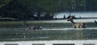 Link to Video | mammal, jumping, roe deer, spring, body of water, color, lake, 4K resolution, wildlife, water, Austria, river, forest, Europe, 2021, daytime, animal, nature