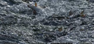 Link to Video