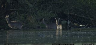 Link to Video | mammal, jumping, roe deer, spring, body of water, color, lake, 4K resolution, wildlife, water, Austria, river, forest, Europe, 2021, daytime, animal, nature