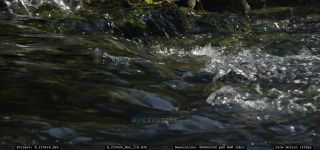 Link to Video