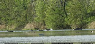 Link to Video | mammal, jumping, roe deer, spring, body of water, color, lake, 4K resolution, wildlife, water, Austria, river, forest, Europe, 2021, daytime, animal, nature
