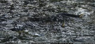 Link to Video