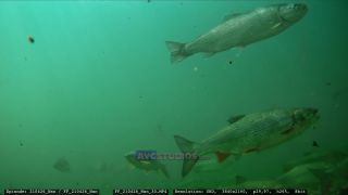Link to Video