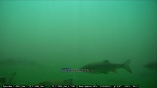 Link to Video