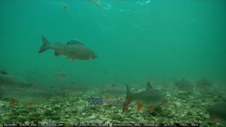 Link to Video
