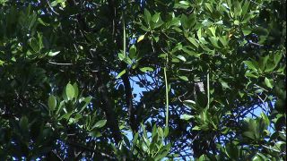 Link to Video | 2008, Philippines