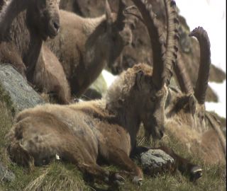 Link to Video | 2008, Philippines