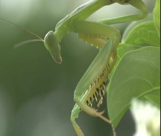 Link to Video | 2008, Philippines