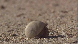 Link to Video | 2008, Philippines