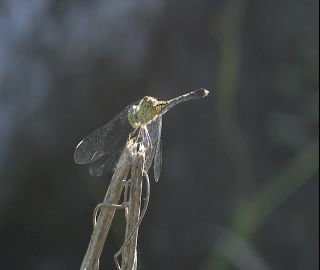 Link to Video | 2008, Philippines