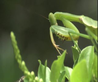 Link to Video | 2008, Philippines