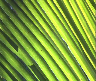 Link to Video | 2008, Philippines