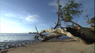 Link to Video | 2008, Philippines