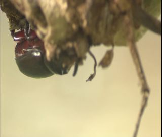 Link to Video | 2008, Philippines