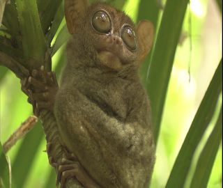 Link to Video | 2008, Philippines