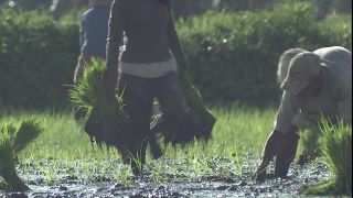 Link to Video | 2008, Philippines