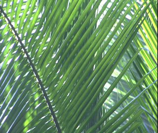 Link to Video | 2008, Philippines