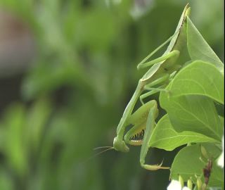 Link to Video | 2008, Philippines